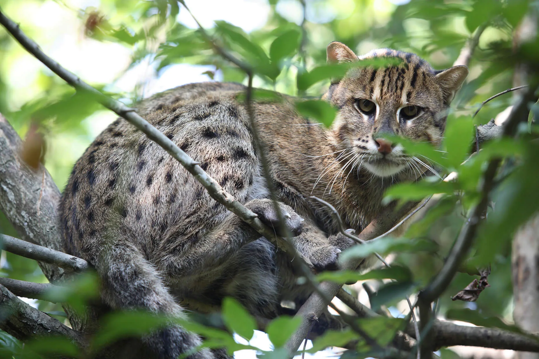 Fishing cat