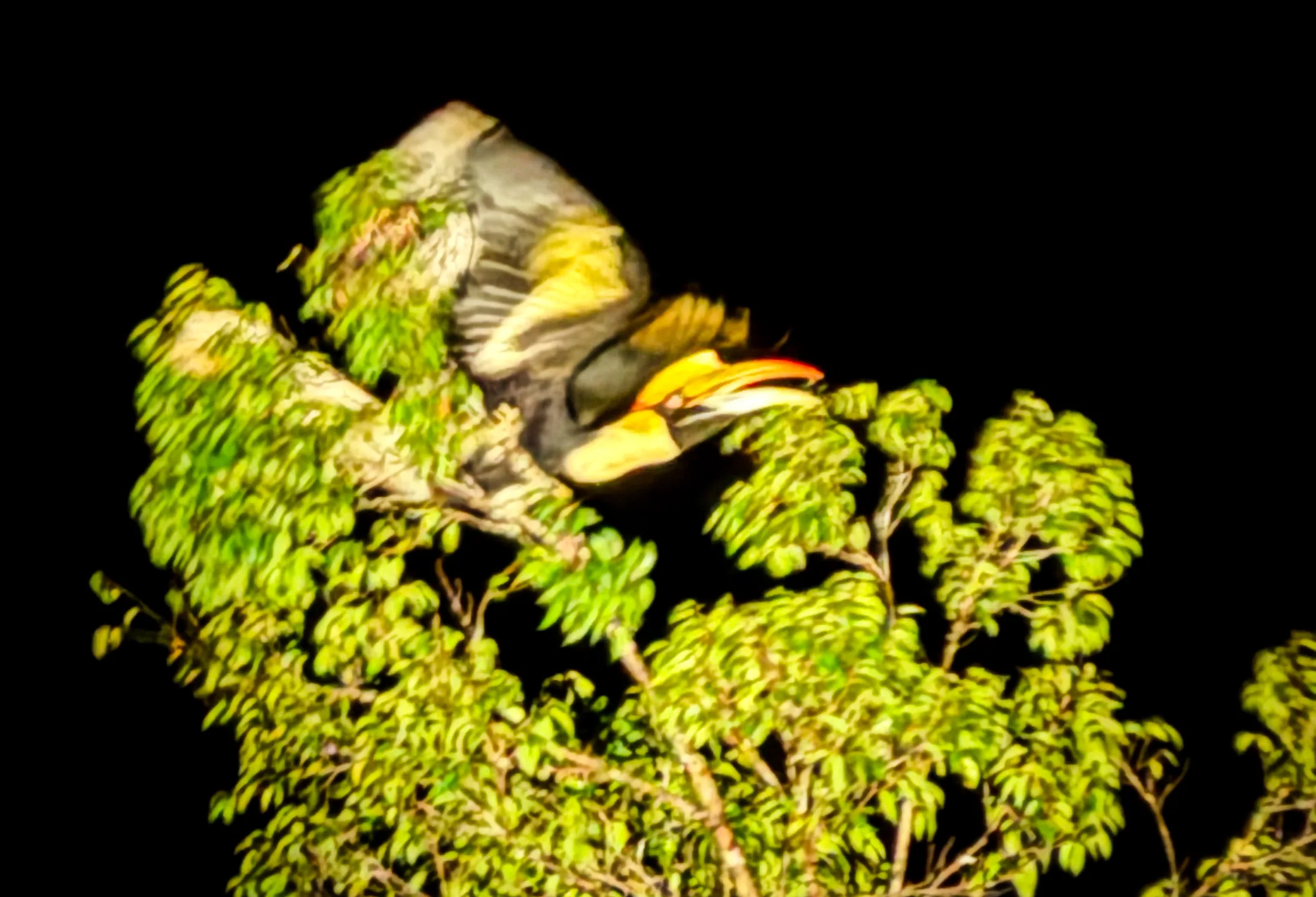 Great hornbill